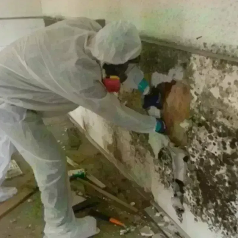 Mold Remediation and Removal in Chilton County, AL